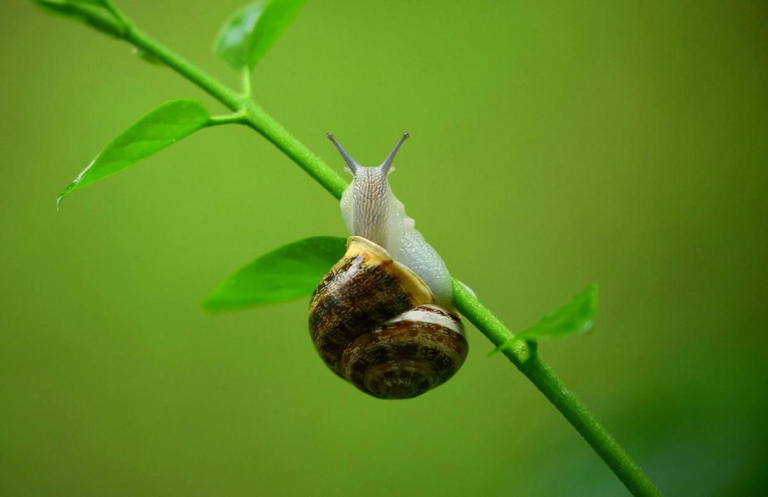 Apa Itu Snail Mucin dalam Skincare? Ini Manfaat dan Penggunaannya