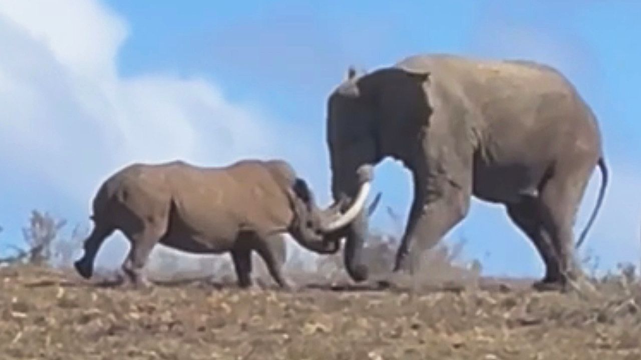 Revierkampf der Giganten: Elefant und Nashorn krachen in Südafrika ...