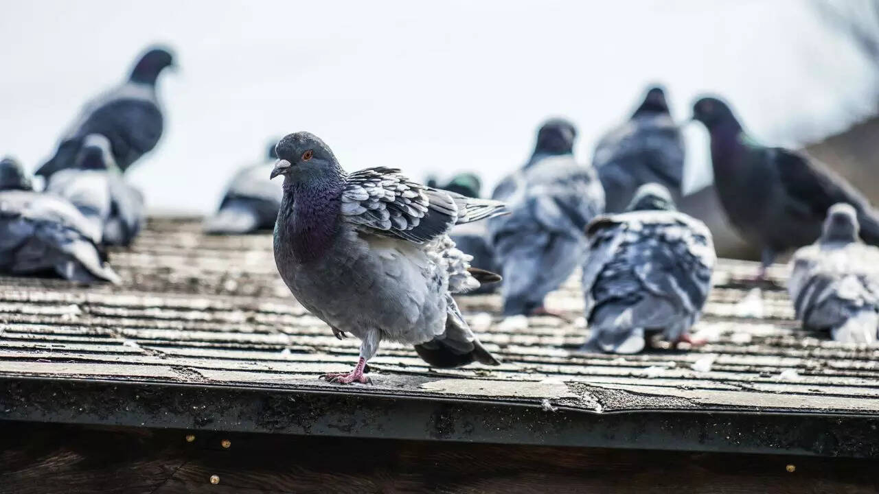 Why pigeons keep coming to your house: 4 common reasons and how to stop ...