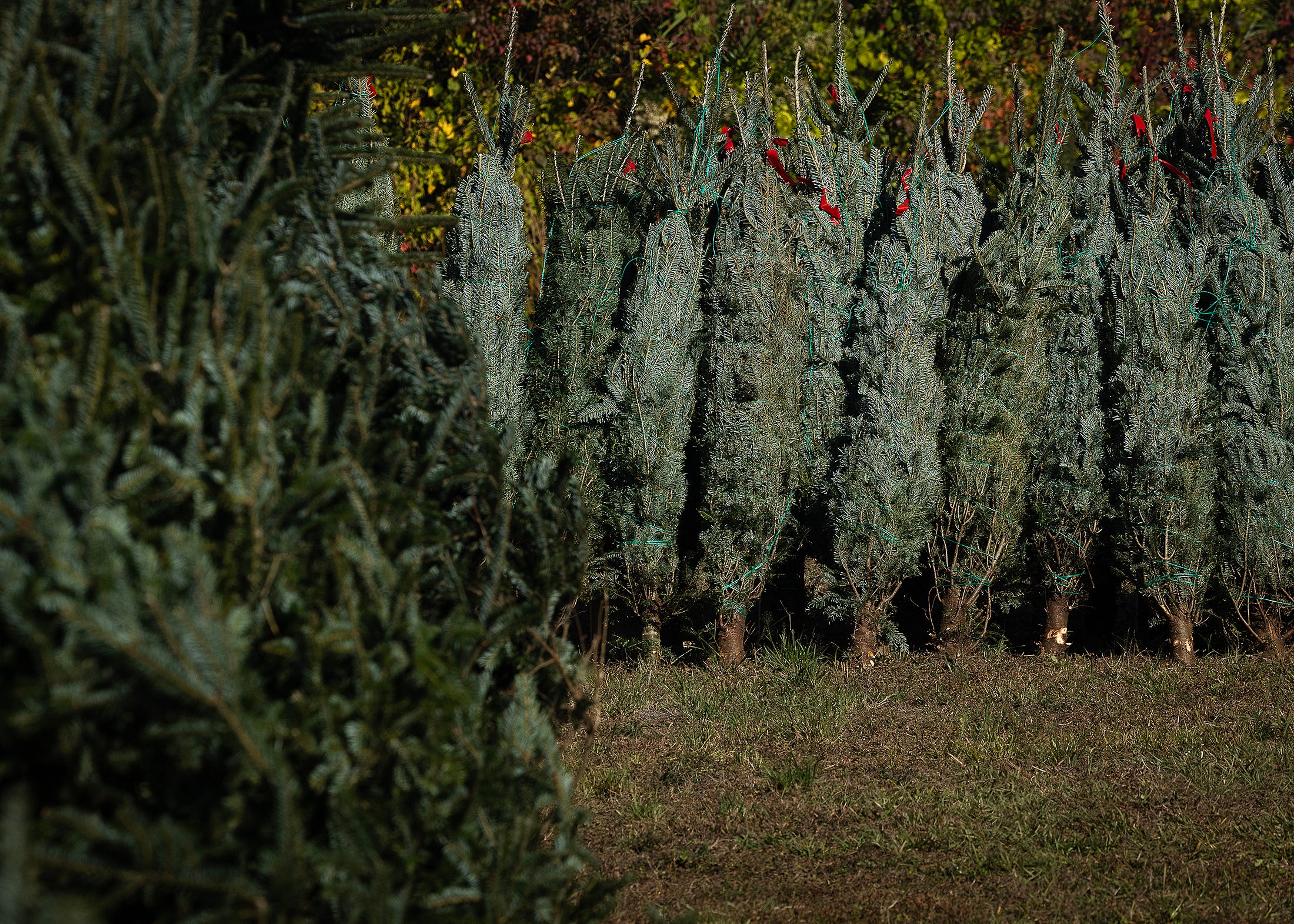 Ready to get your Christmas tree? Where to find real trees in Bay County