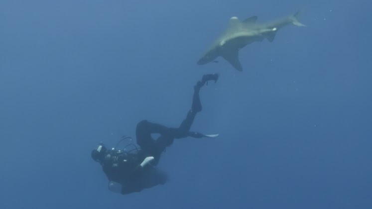 When a diver’s panic nearly triggered a fatal strike