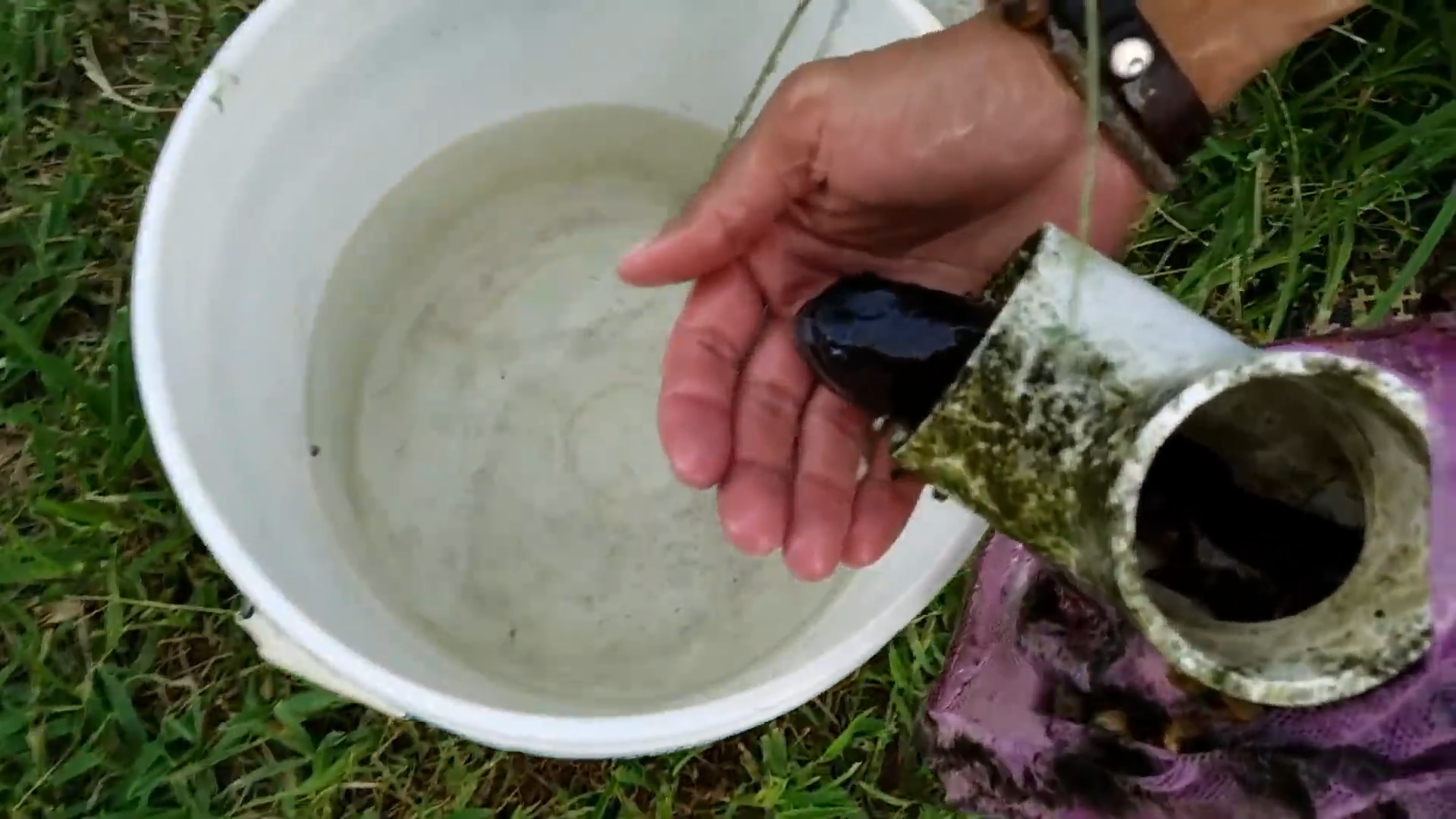 Rescuing a stuck fish from plastic