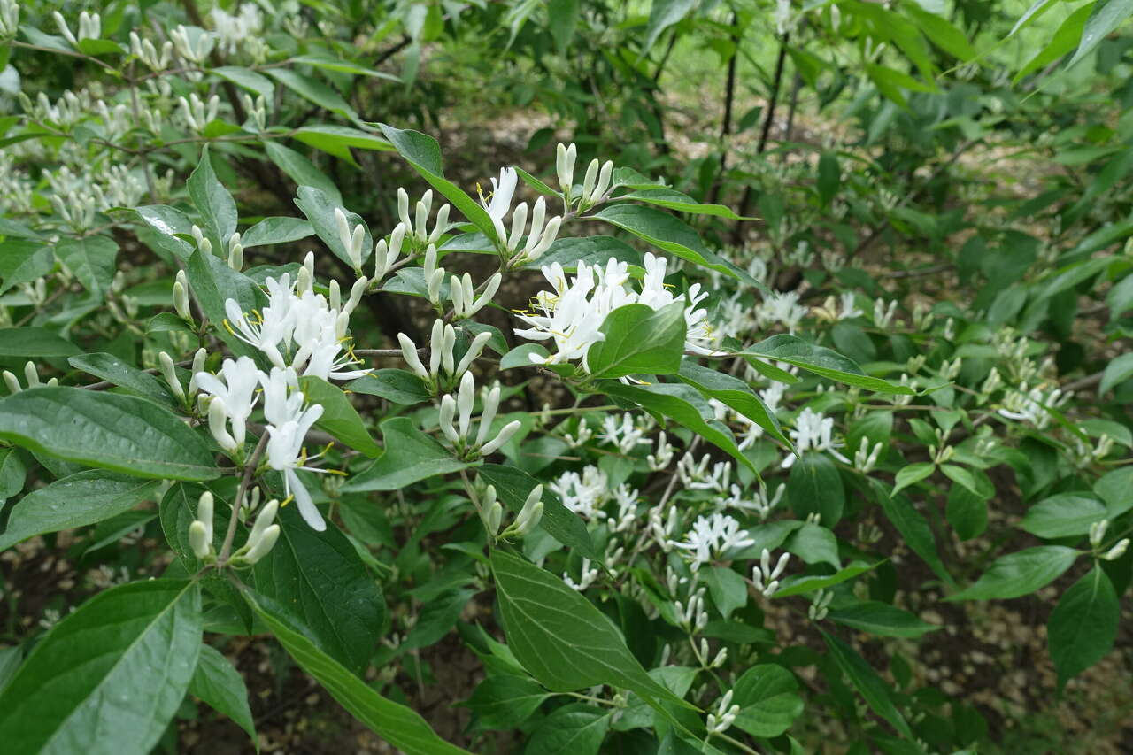 Volunteers help fight invasive plants at Richards Woods in Edwardsville
