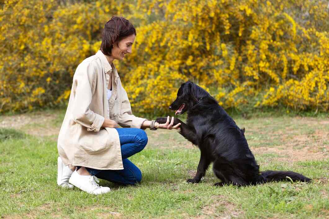 Dog Training Tips: Teach Skills, Build Habits and Strengthen Yo…