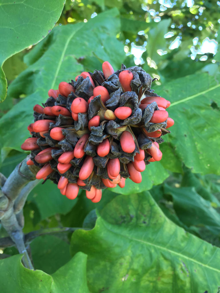 5 tips to know when propagating trees and shrubs from seeds