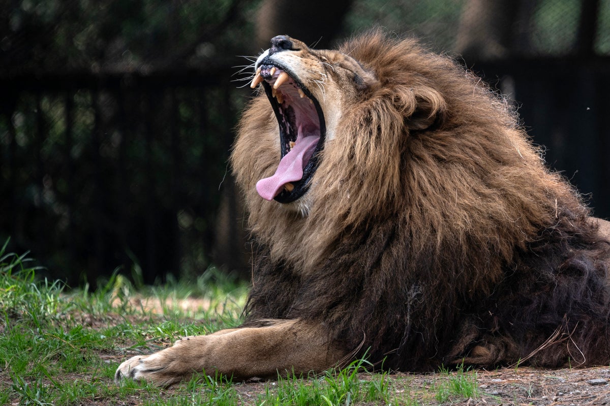 Scientists perplexed to find lions producing whole new type of roar
