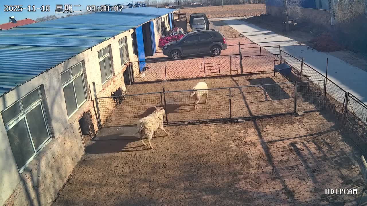 Sheep square up on opposite sides of fence and end up almost knocking ...