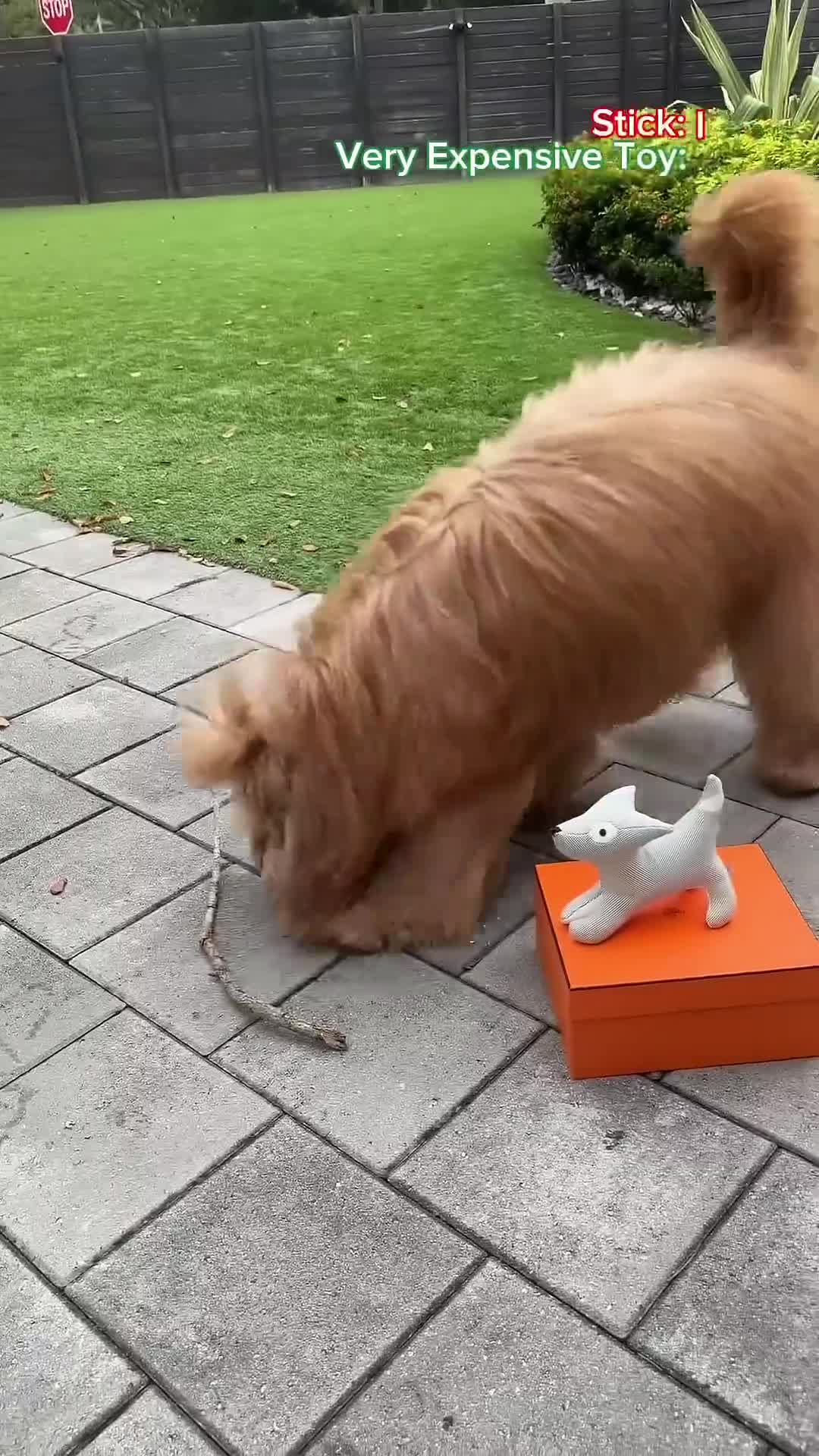 the-world-s-most-expensive-dog-toy-dogtoys-goldendoodle-review