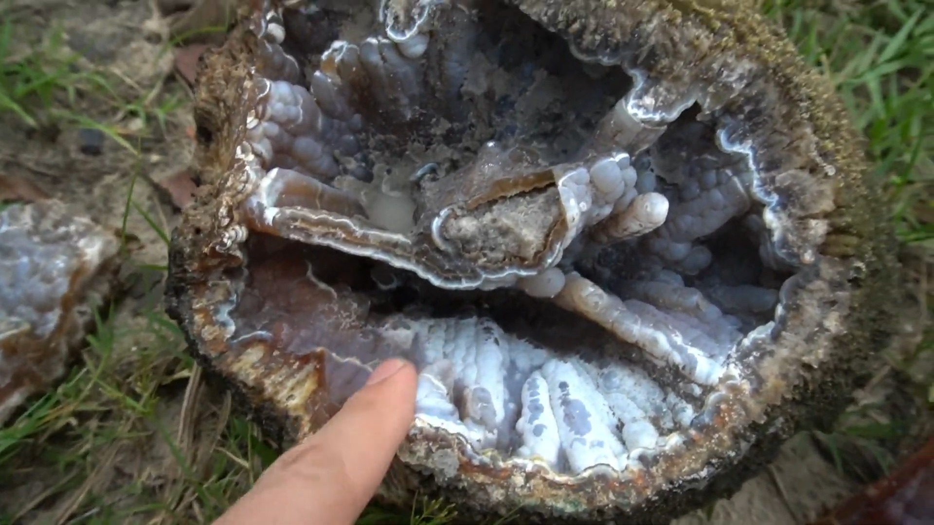 We found ancient coral geodes while rockhounding - totally unreal