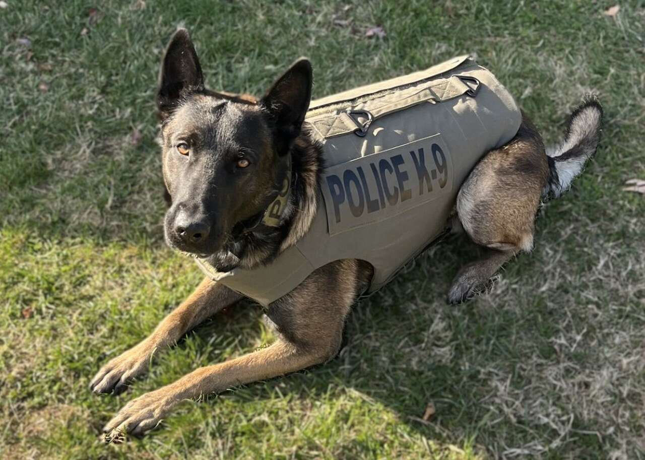 Donation outfits Glen Carbon police dog Ivar with lifesaving armor