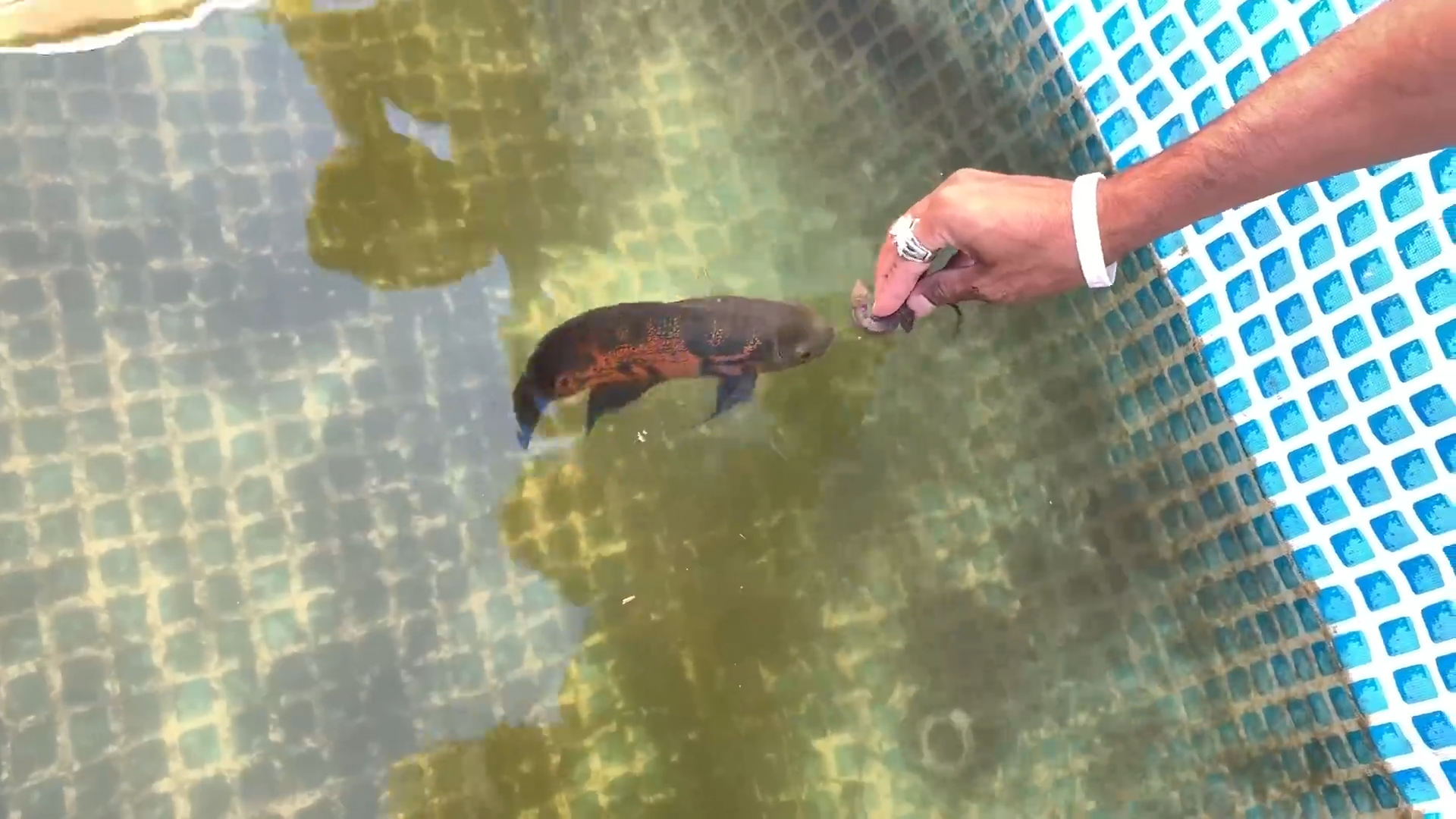 I filled a bucket with lizards and my fish still wanted more