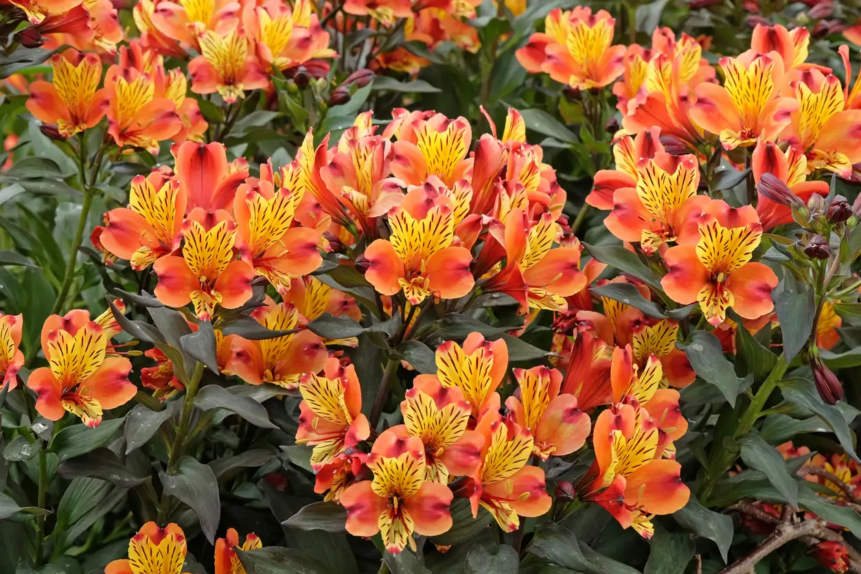 30 flores naranjas perfectas para regalar o aportar un toque de calma ...