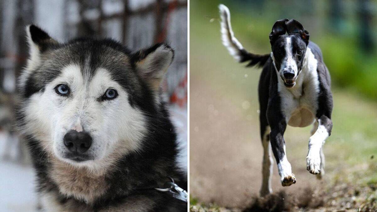 25+ Active dog breeds that need plenty of exercise