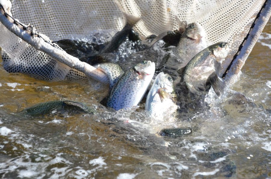 TPWD to stock waterbodies across the state with nearly 350k rainbow trout