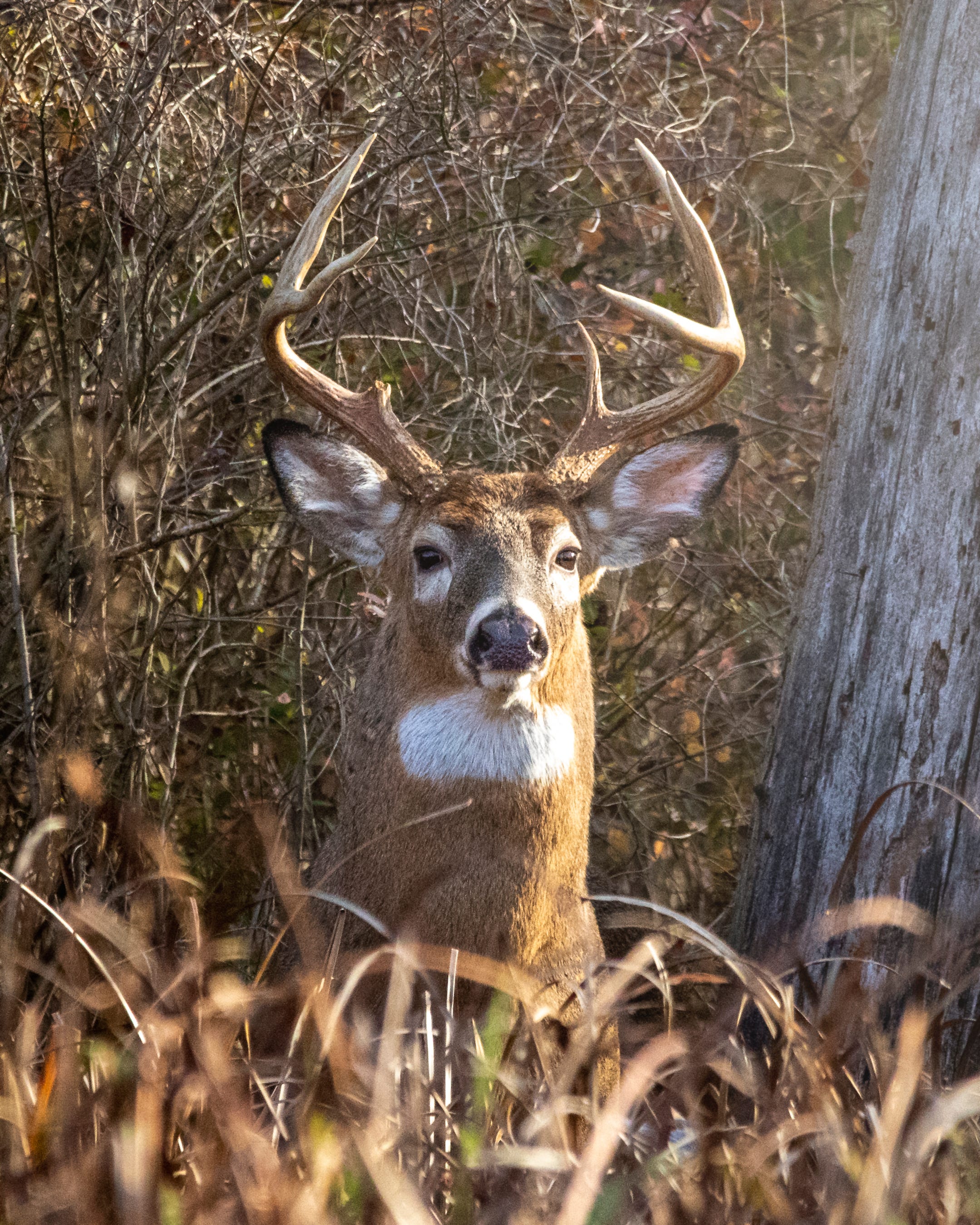 ohio-deer-hunting-gun-season-opens-amid-disease-outbreak-bag-limits