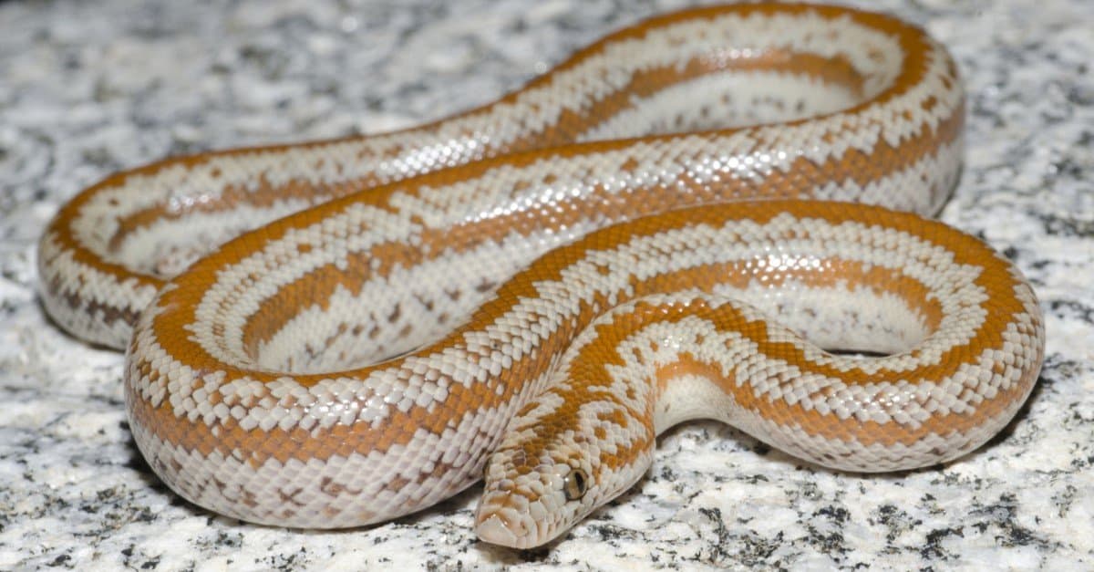 Think all snakes are fast? These 7 barely move