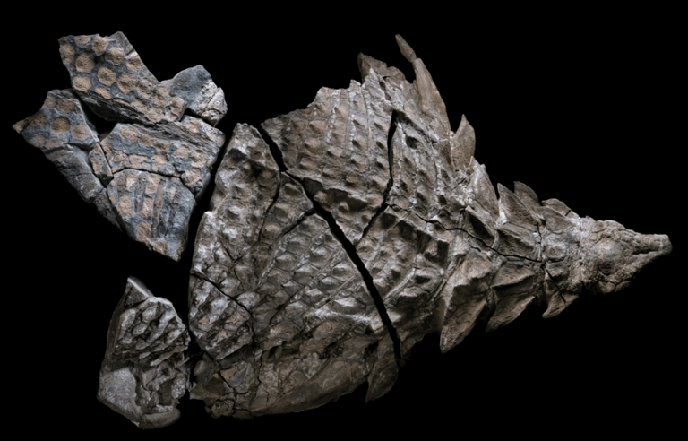 Scientists Unearth 110-Million-Year-Old Dinosaur “Mummy” in Canada With ...