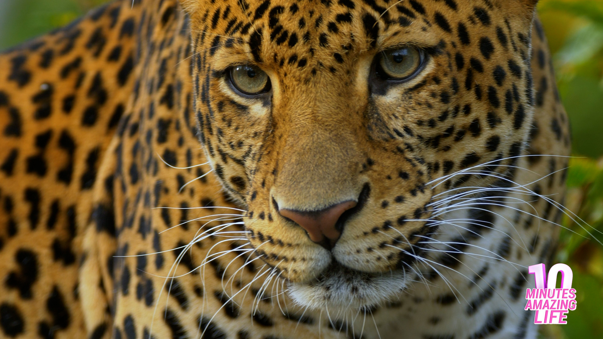 Is This Leopard Tracking Movement?