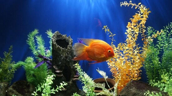 From Amazon frogbit to Hornwort: 5 aquarium plants that can transform ...