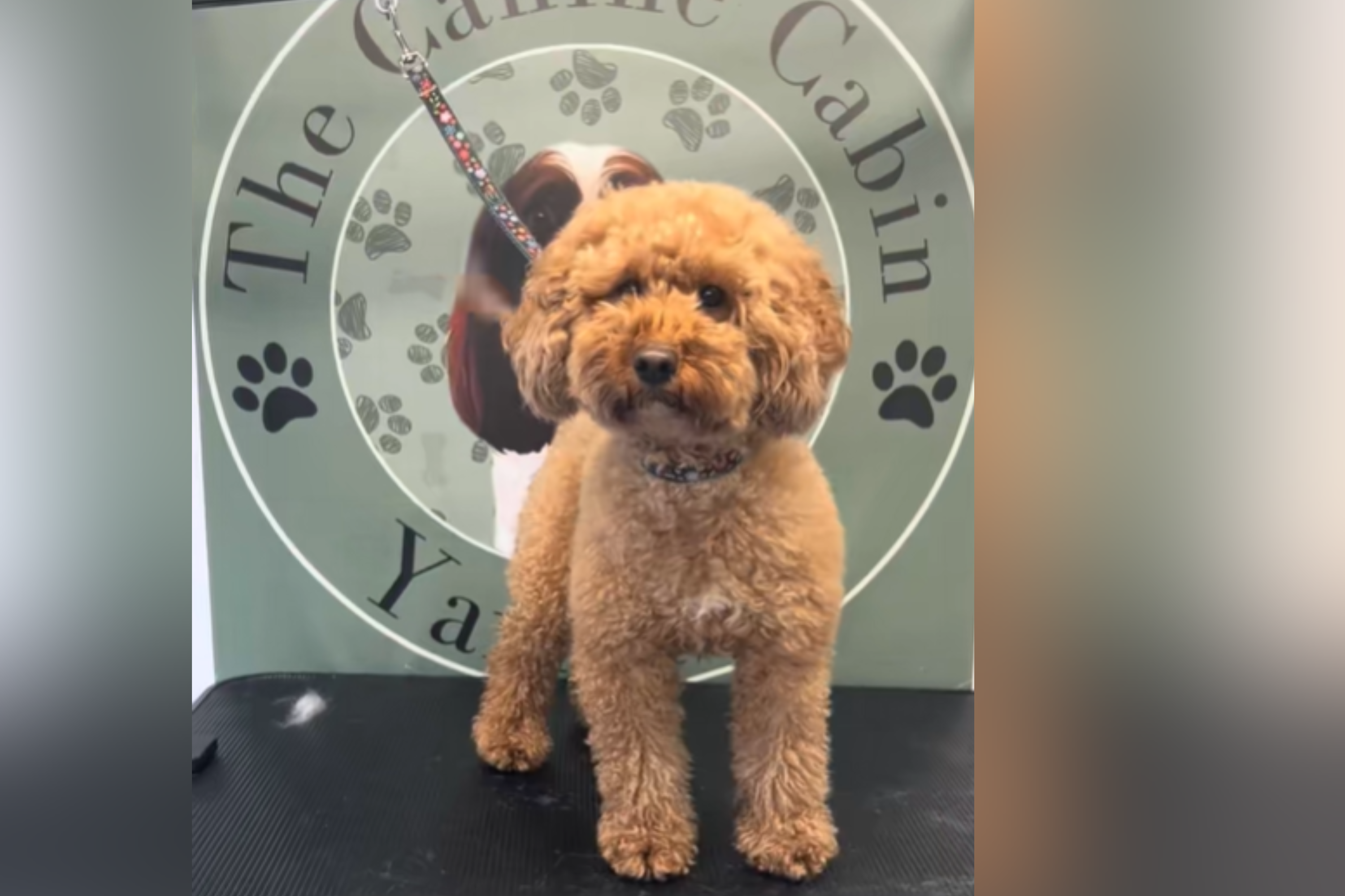 Groomer decides to try something new with cockapoo—not prepared for result