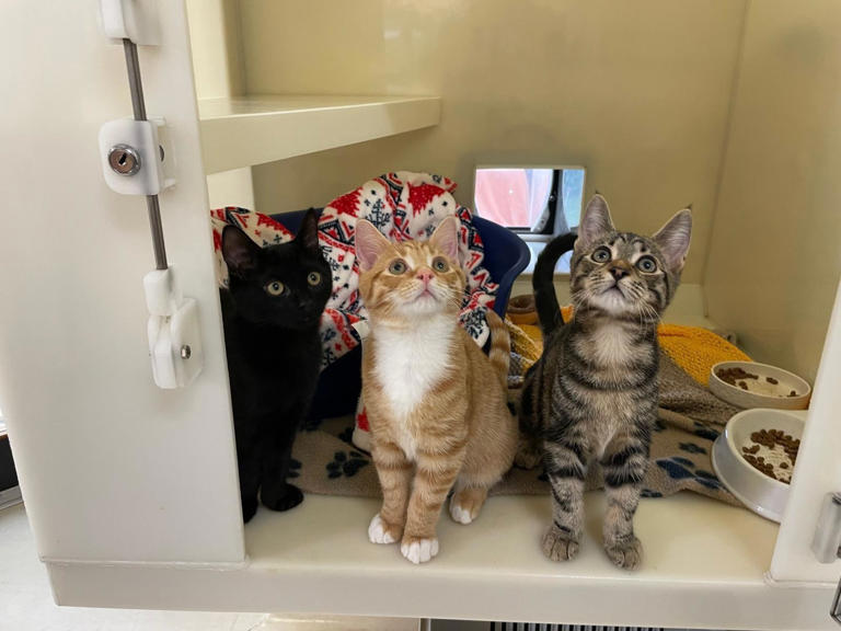 Adorable trio of RSPCA rescue kittens are the stars of a new Omaze advert