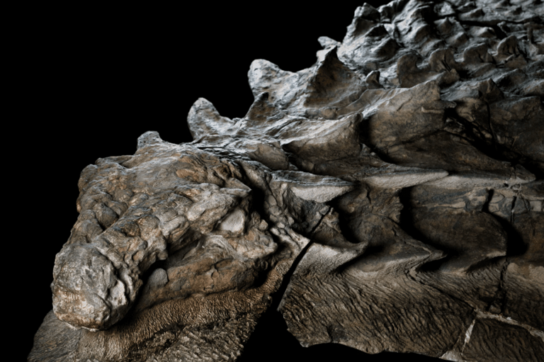 Scientists Unearth 110-Million-Year-Old Dinosaur “Mummy” in Canada With ...