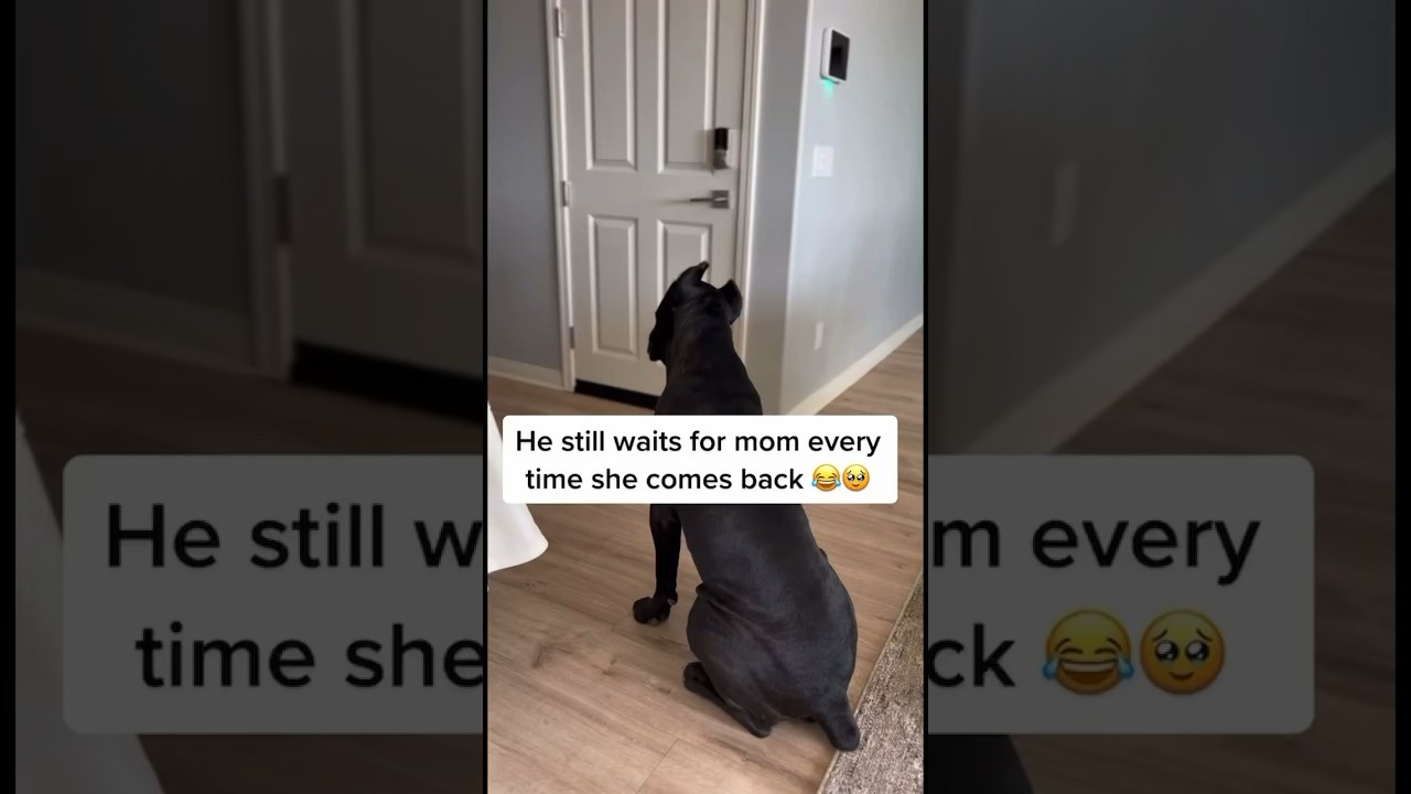 Dog patiently waits for mom to finally walk in the door