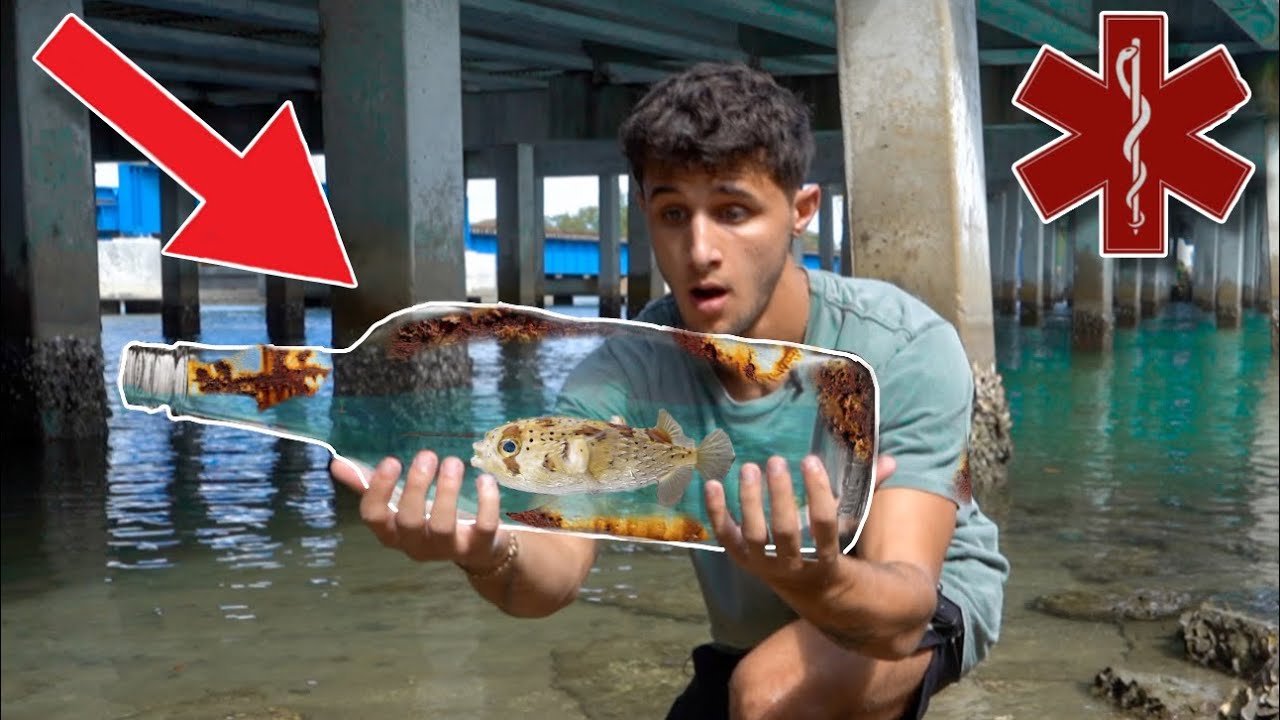 Rescuing pufferfish trapped in trash!