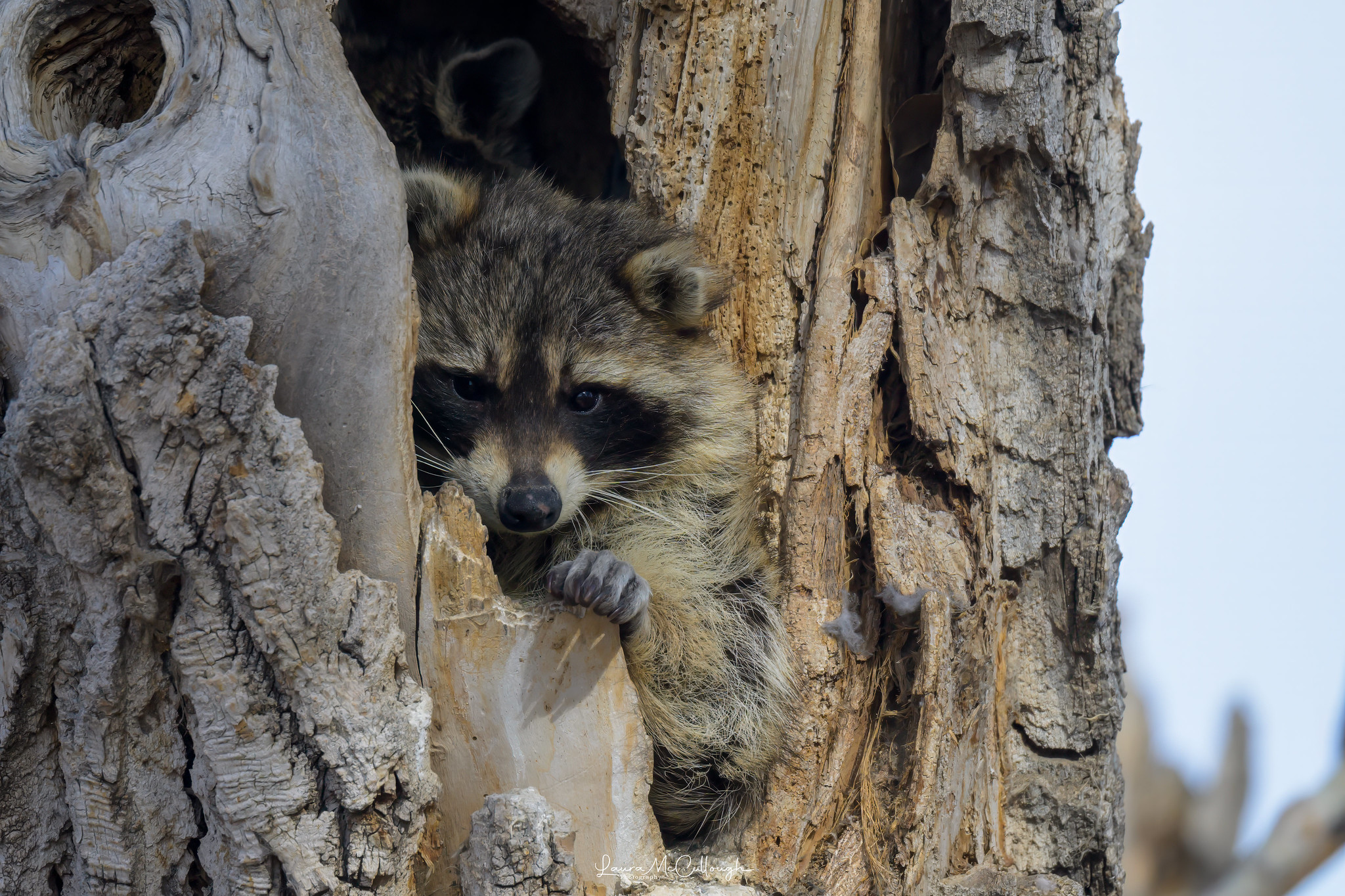 Urban Raccoons Are Showing Signs of Early Domestication, With Shorter ...