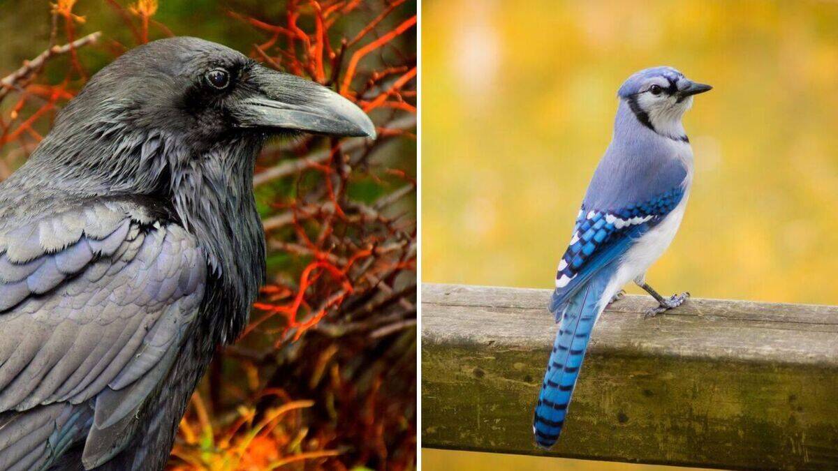 The hidden spiritual meanings of birds around the world