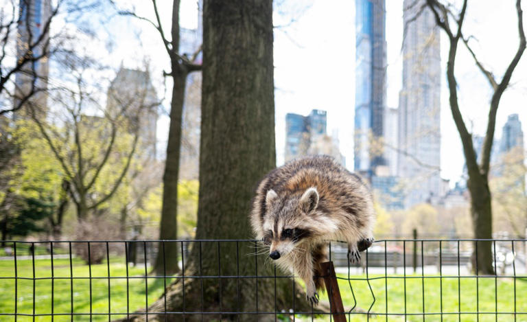 Raccoons are evolving to be as cute and cuddly as pets — and they want ...