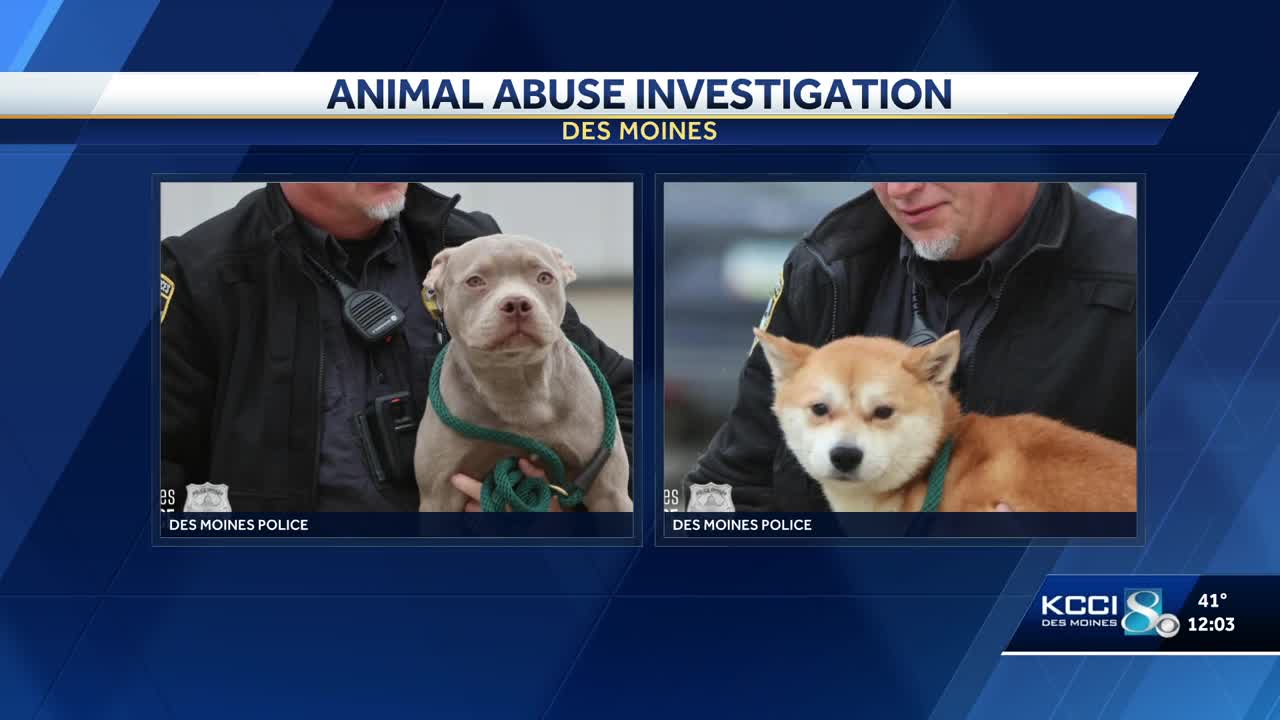 Des Moines man charged with animal abuse after allegedly punching dog