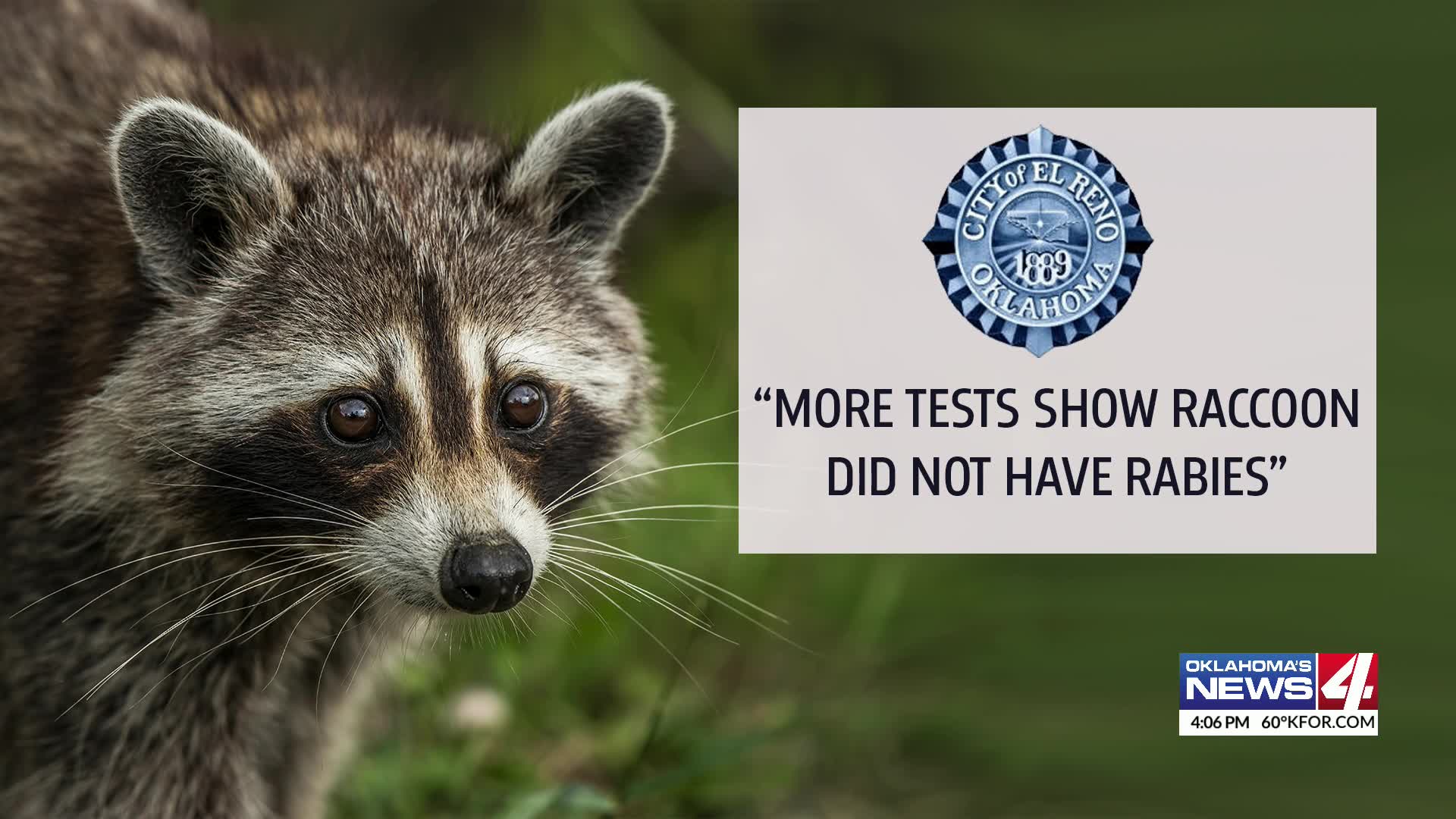 Update: El Reno raccoon originally tested positive for rabies, second ...