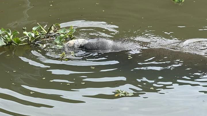 Rescue team races to save cold stressed manatee in Louisiana canal