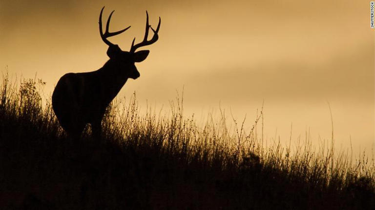W.Va. buck firearms season starts Monday Nov. 24