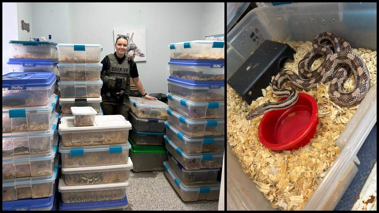 SC police rescue 52 snakes from abandoned breeding operation - Commercial Snake Breeding Operation Setup