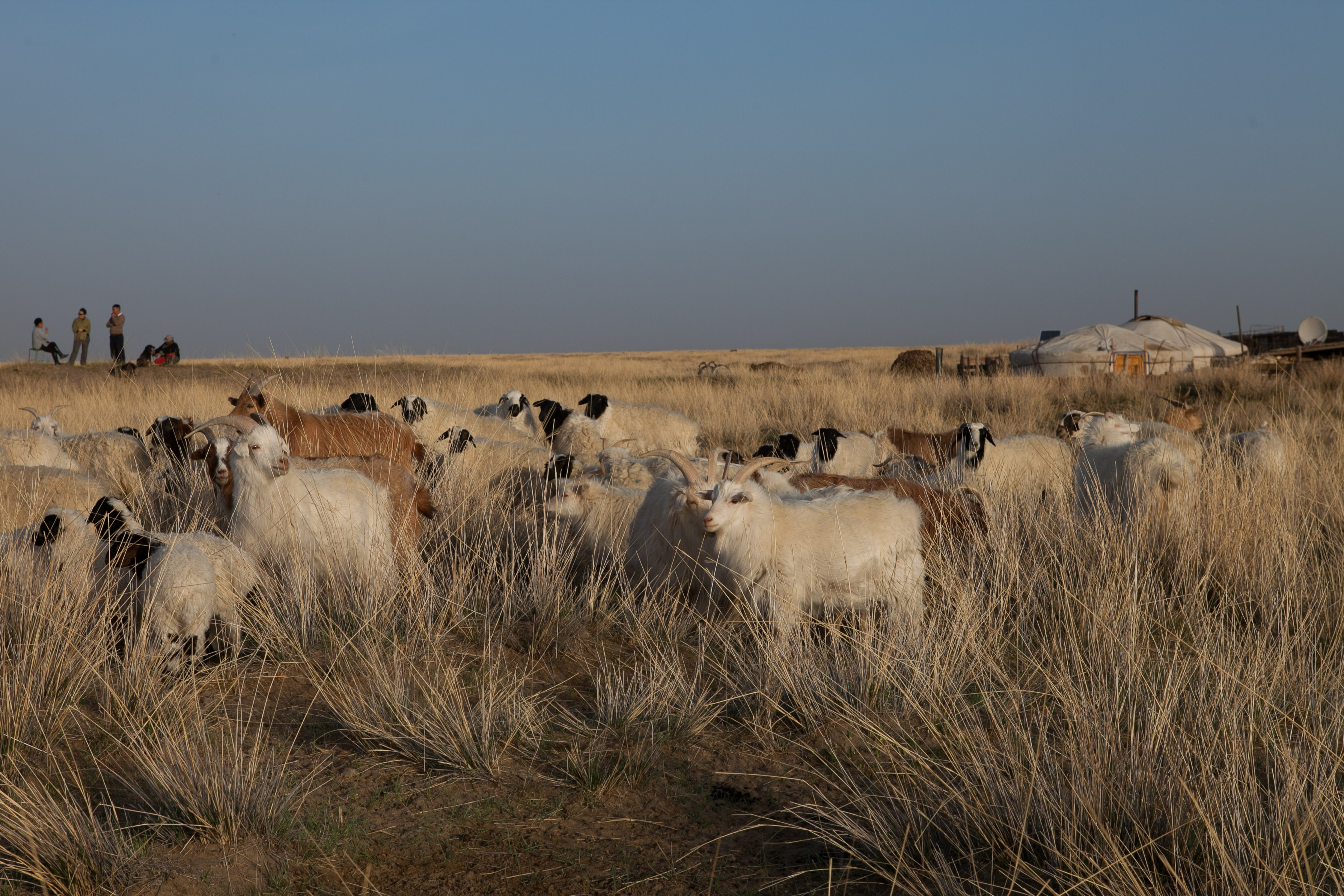 Everlane Black Friday Fund Supports Regenerative Cashmere