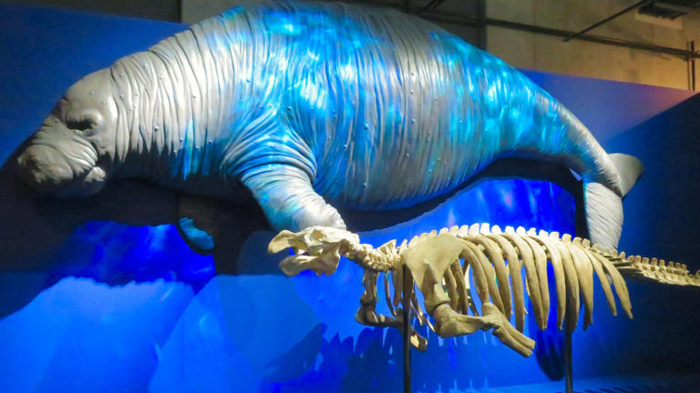 The Manatee's Historical Relative That Was Hunted To Extinction