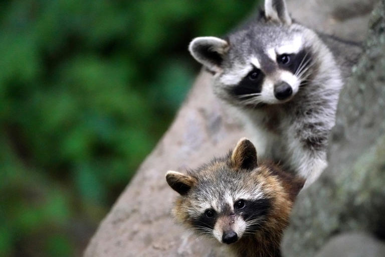 Raccoons are evolving to be as cute and cuddly as pets — and they want ...