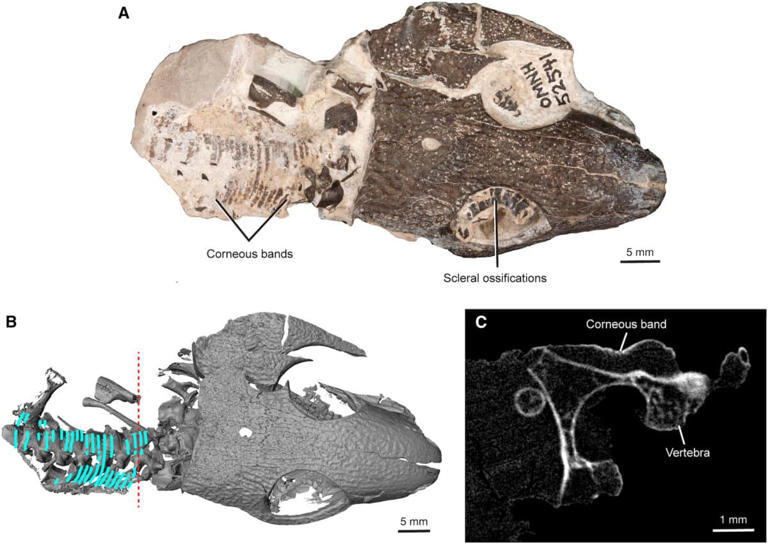 Scientists Uncover the Oldest Skin Ever Found in an Oklahoma Cave — It ...