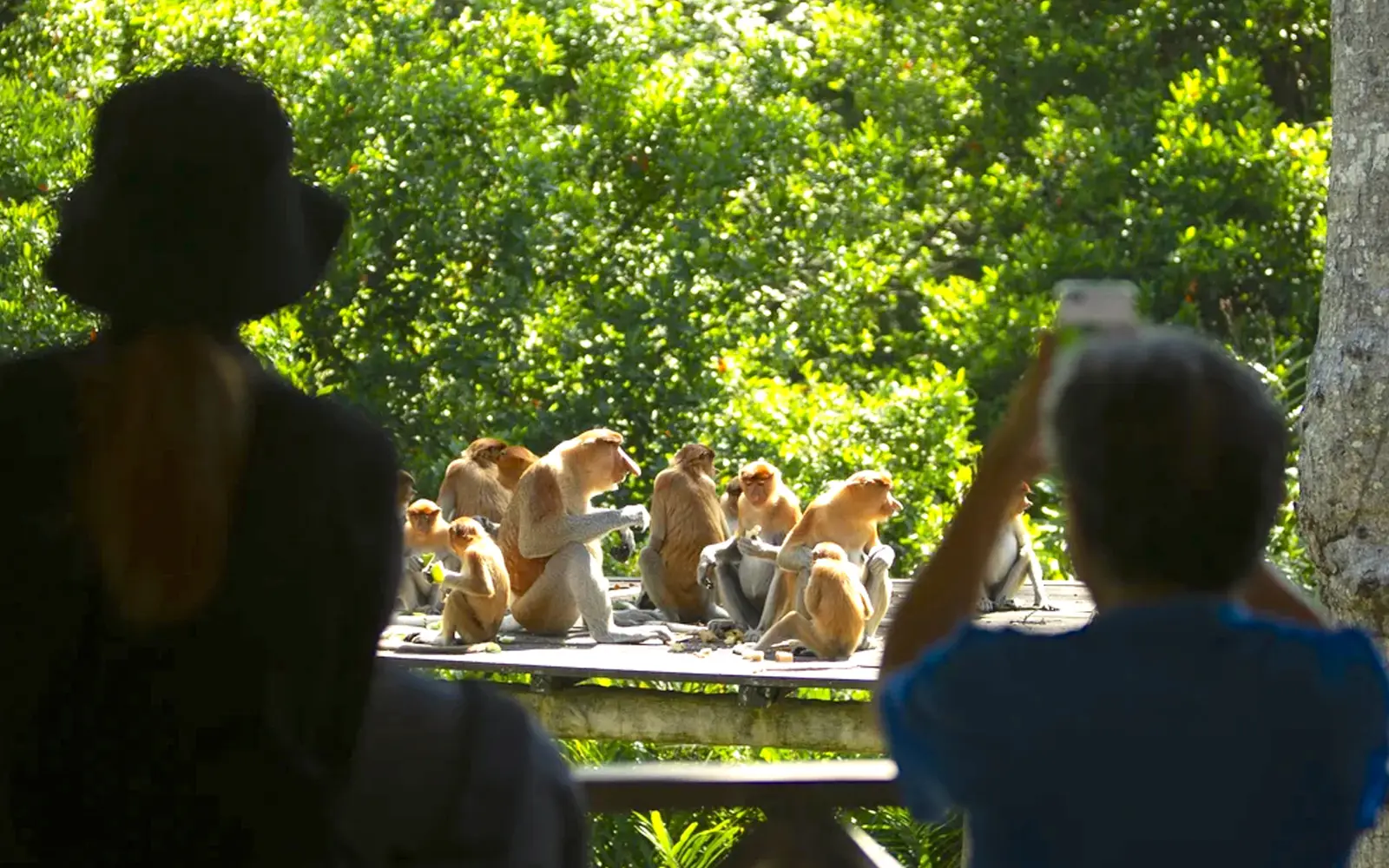 For Sandakan park ranger, calling to monkeys is a unique calling