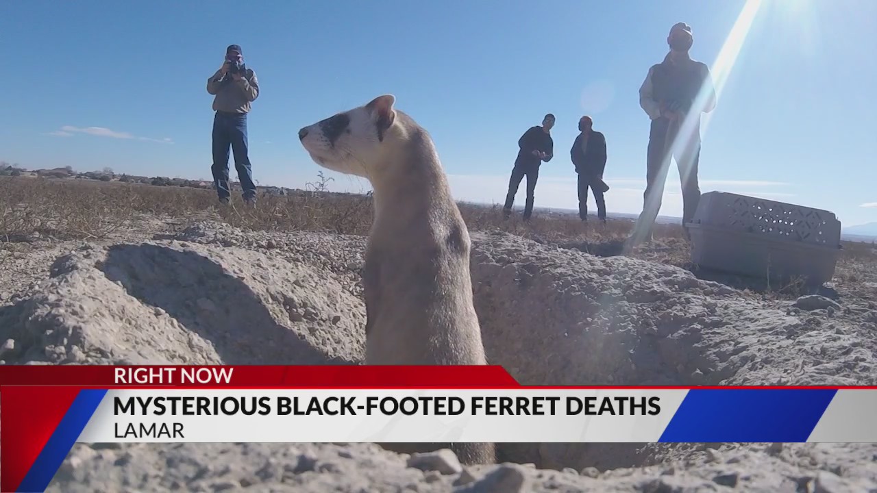 Drones deployed to see what is killing endangered ferrets