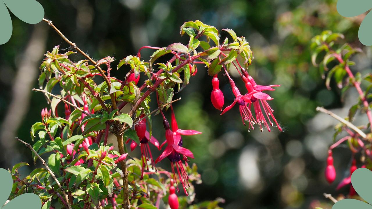 When should you cut back fuchsias? It all depends on the type ...