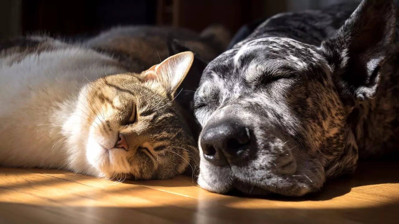 Are dogs and cats enemies? The truth behind the ageold rivalry