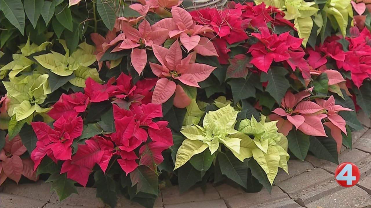 Botanical Gardens unveils poinsettia exhibit