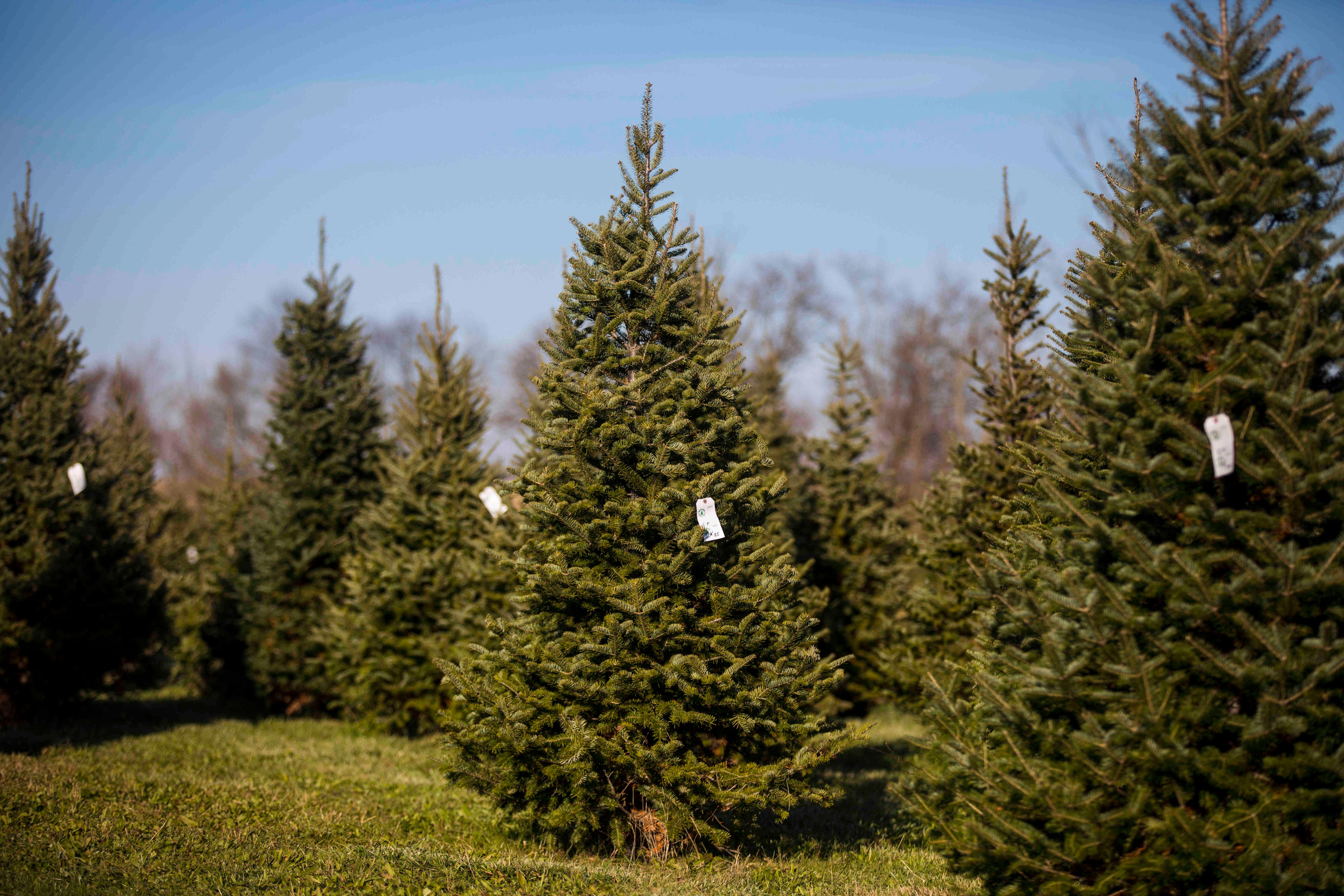 Christmas tree farms in Greater Cincinnati: 13 places to cut your own tree
