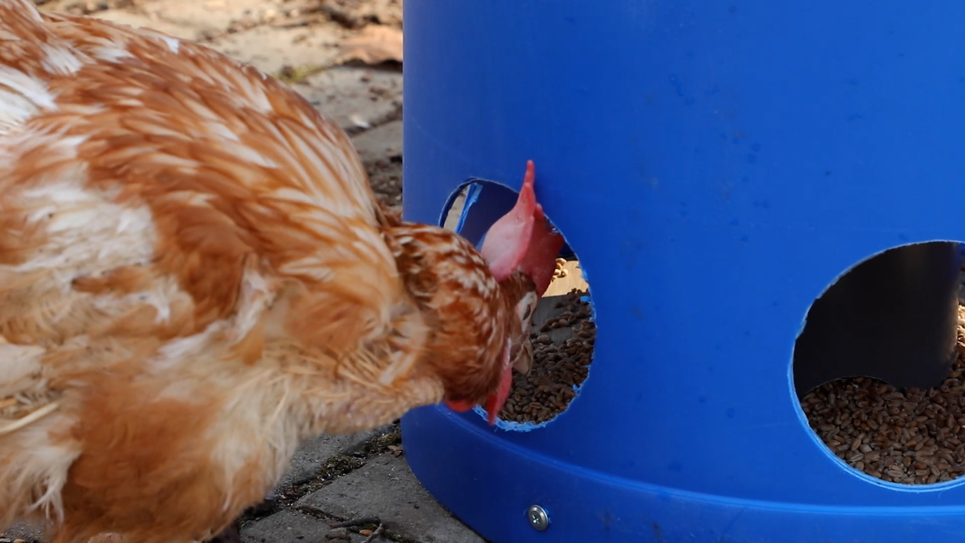 Easy Step-by-Step DIY Chicken Feeder