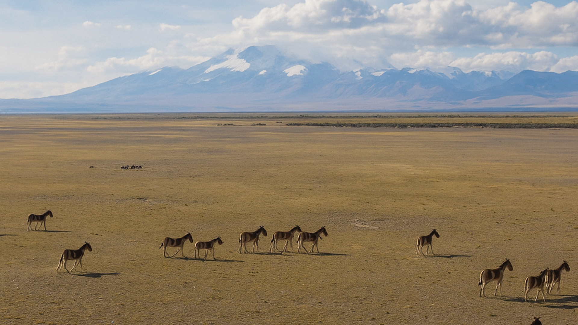 The Hidden Wild Side of Tibet