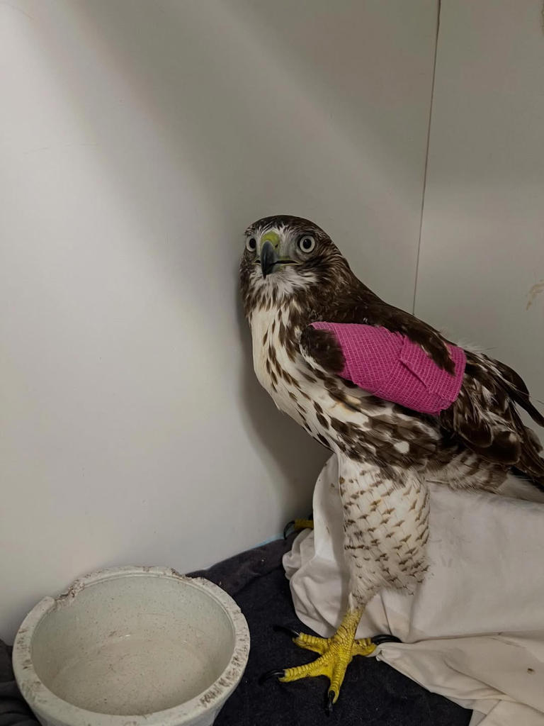 Red-tailed Hawk Recovering After Being Shot in Massachusetts
