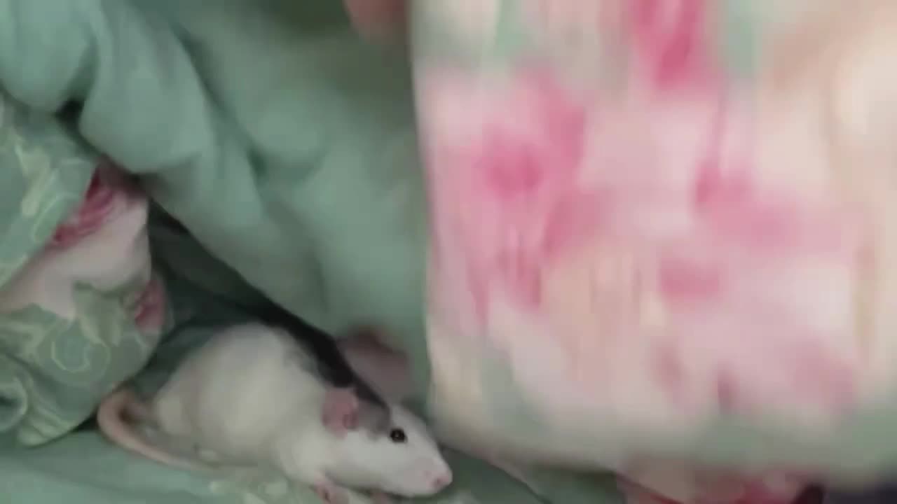 Fancy rat makes adorable sounds under blanket in Heilongjiang, China